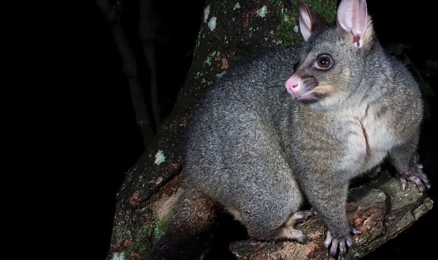 Possum, New Zealand Animal Pest